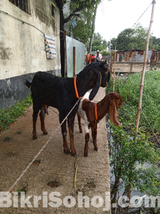 হরিয়ানা পাঠি ও তোতাপুরি ক্রস পাঠি বাচ্চা